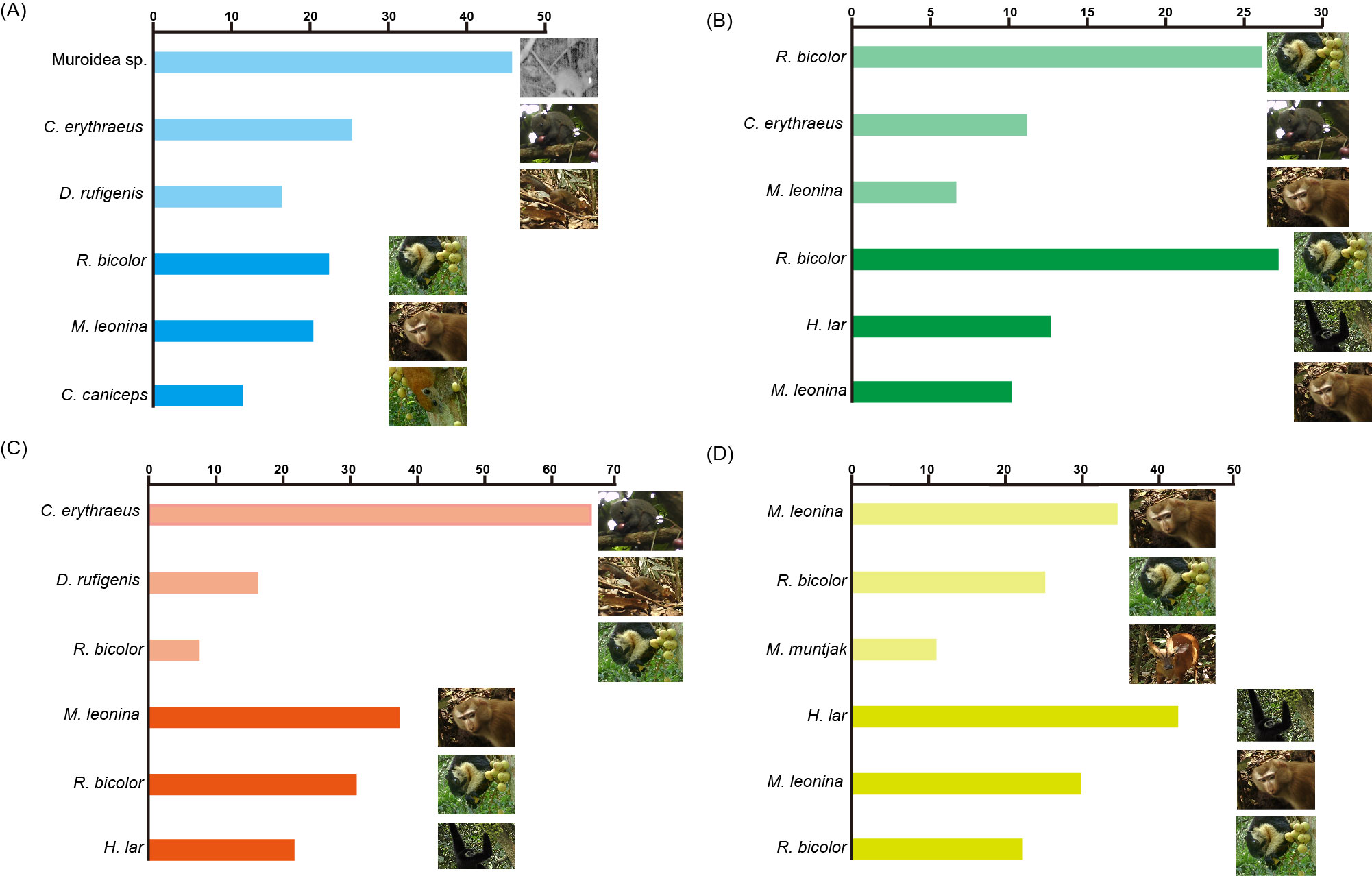 中国和泰国两个热带森林木奶果食果动